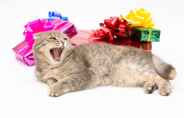 Cerca de un gato greu scottish fold, por el que se establecen en un colorido brillante regalos de cumpleaños y cajas de fiesta aislado sobre un fondo blanco.