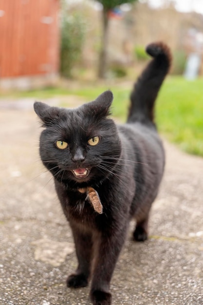 Cerca de un gato negro enojado dando un paseo en un día soleado