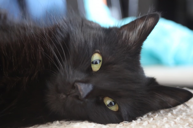 Cerca de un gato negro mirando a cámara