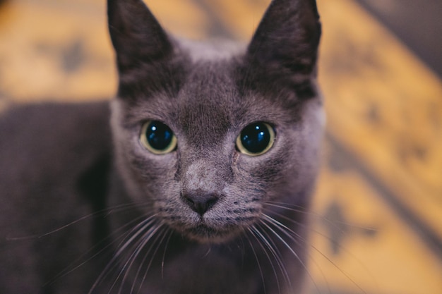 Cerca de un gato de la raza korat con ojos oscuros mirando a la cámara