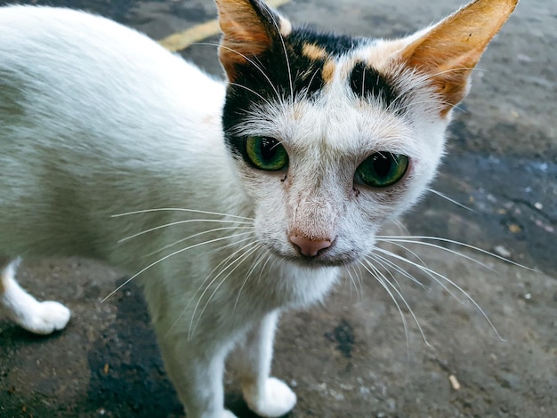 Cerca de gato en el suelo