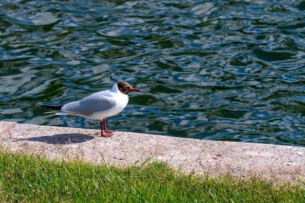 Cerca de gaviota de cabeza negra en la orilla del mar