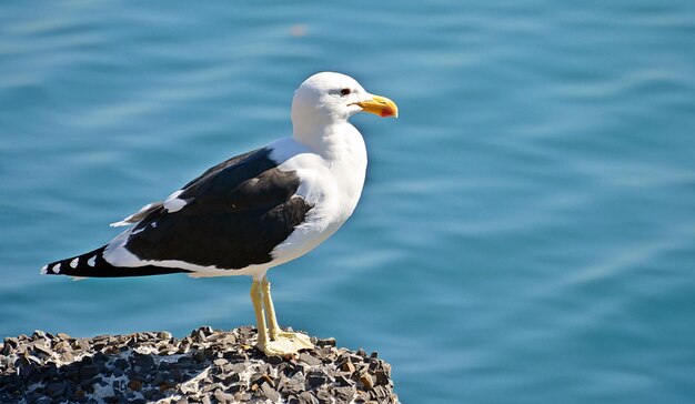 Cerca de una gaviota y en el Océano Atlántico