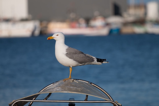 Cerca de gaviota