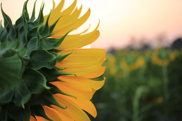 Cerca de girasol amarillo en la planta