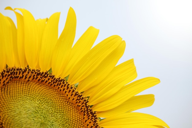 Cerca de girasol amarillo en la planta