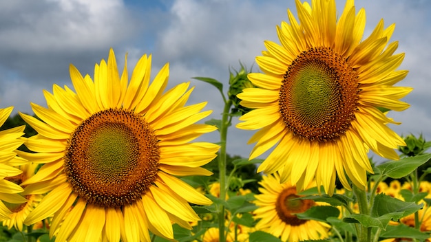 Cerca de girasol en campo en verano