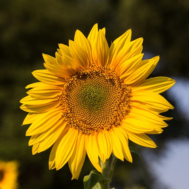 Cerca de girasol en campo