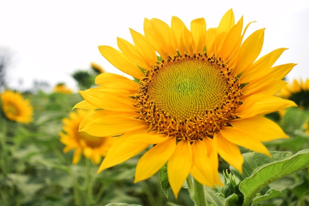 Cerca de girasol en el campo