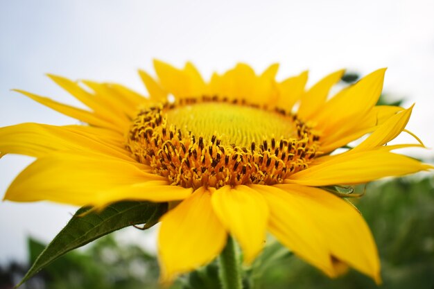 Cerca de girasol en el campo