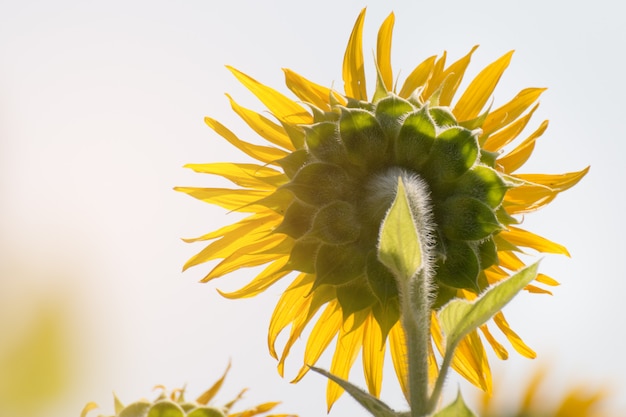 Cerca de girasol en un día soleado