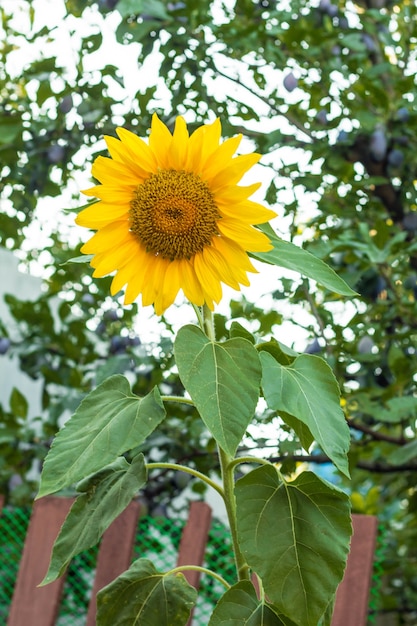 Cerca de girasol, flor de girasol de verano en el campo, girasol