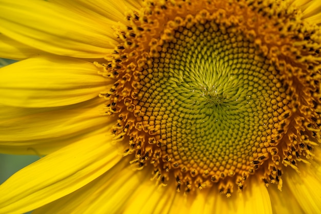 Cerca de girasoles amarillos florecientes