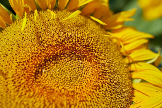 Cerca de girasoles en luz amarilla brillante