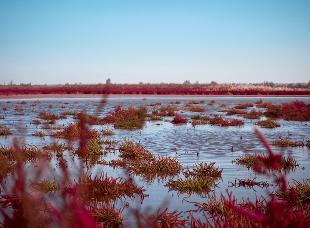 Cerca de glasswort común