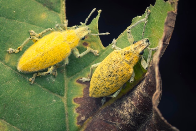 Cerca del gorgojo del polvo amarillo