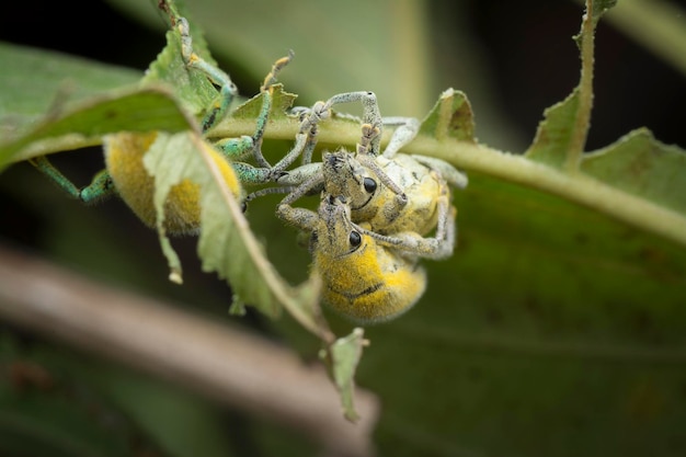 Cerca del gorgojo del polvo amarillo