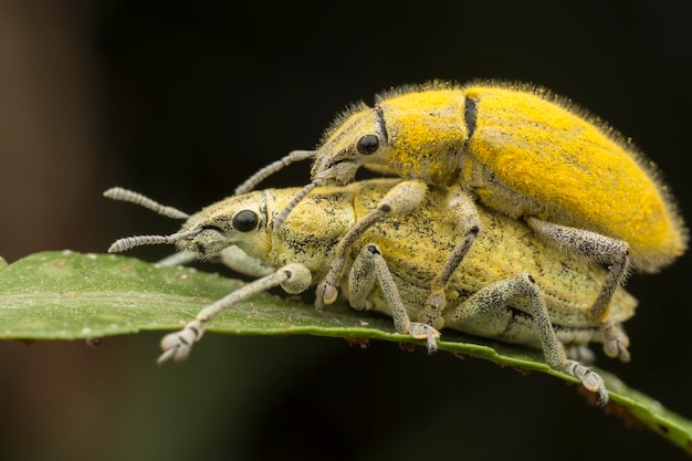 Cerca del gorgojo del polvo amarillo