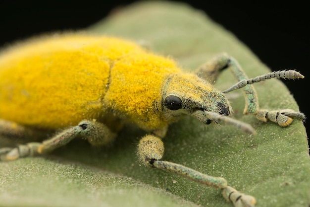 Cerca del gorgojo del polvo amarillo