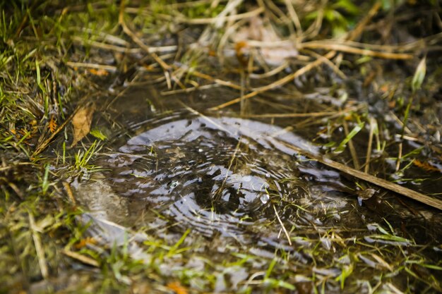 Foto cerca de la gota de lluvia en el charco