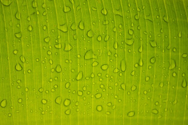 Cerca de gotas de agua en la hoja verde con la naturaleza en el fondo de la temporada de lluvias