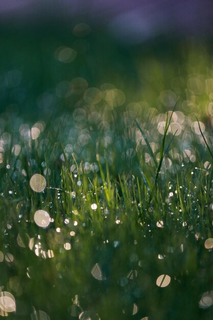 cerca de gotas de agua en la mañana sobre el césped