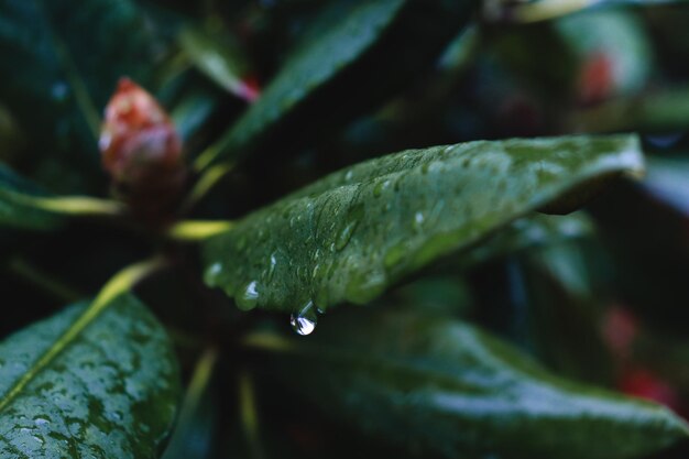 Cerca de gotas de lluvia sobre una hoja verde