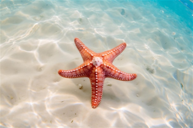 Cerca de una gran estrella de mar bajo el agua en aguas azules del océano
