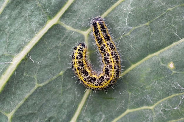 Cerca de gran oruga sobre una hoja