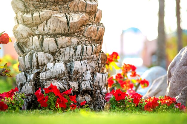 Cerca de un gran tronco de palmera vieja que crece sobre césped verde con flores rojas alrededor.