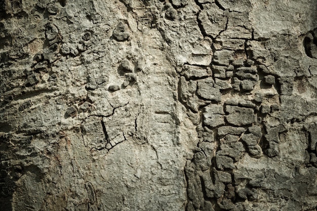 Cerca de grano de madera