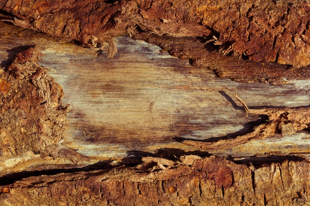 Foto cerca de grano de madera