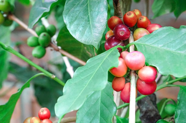 Cerca de granos de café maduros en ramas de bayas rojas de árbol fondo borroso