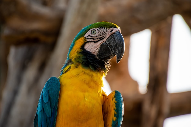 Cerca de un guacamayo azul y oro