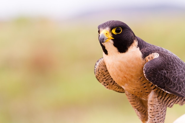 Cerca de halcón peregrino en cautiverio.