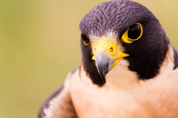 Cerca de halcón peregrino en cautiverio.