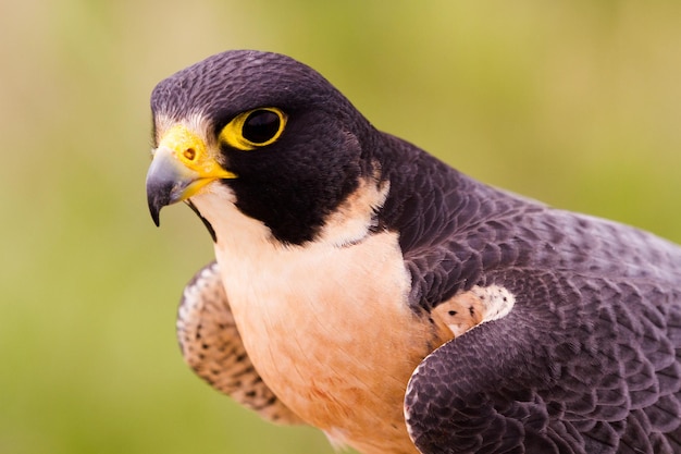 Cerca de halcón peregrino en cautiverio.