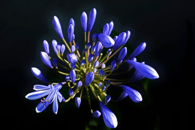 Cerca de una hermosa flor Agapanthus