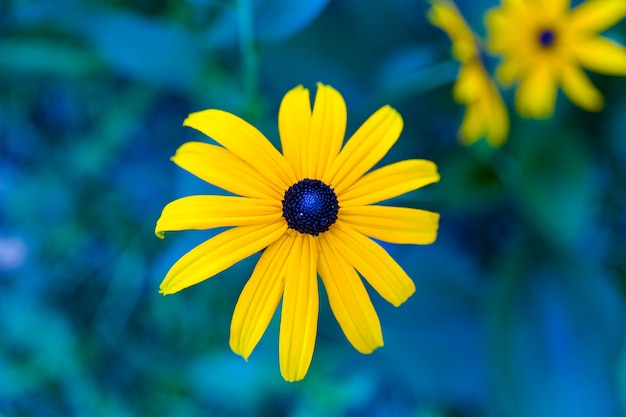 Cerca de la hermosa flor amarilla en el jardín