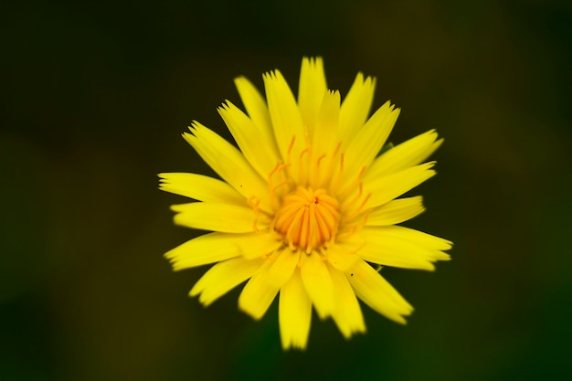 Cerca de una hermosa flor amarilla