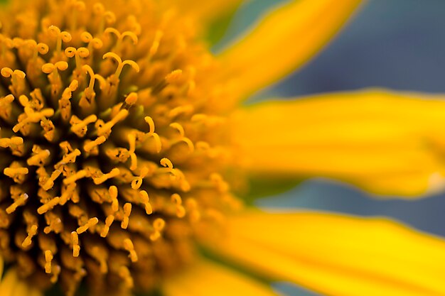 Cerca de una hermosa flor amarilla