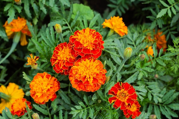 Cerca de la hermosa flor de caléndula en el jardín