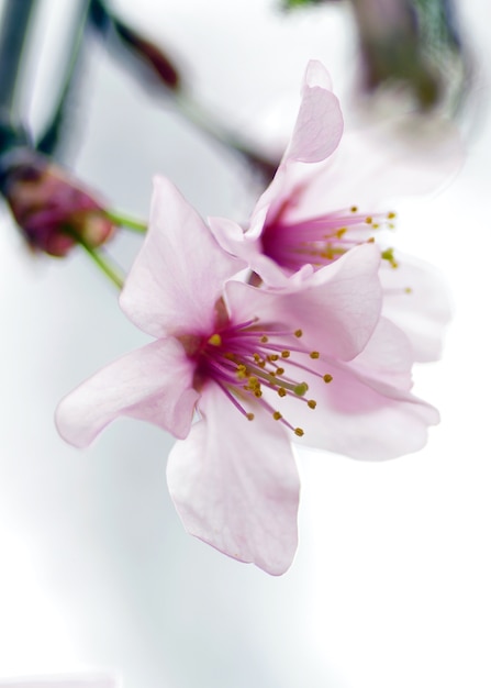 Foto cerca de la hermosa flor de cerezo rosa