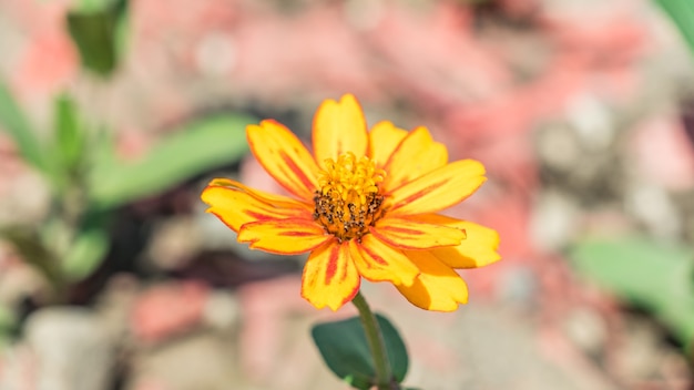 Cerca de la hermosa flor del cosmos en Sochi, Rusia.