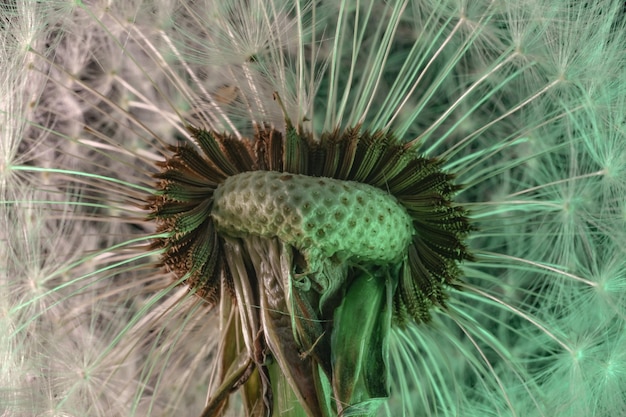 Cerca de la hermosa flor de diente de león color de fondo claro patrón textura fotografía macro vista