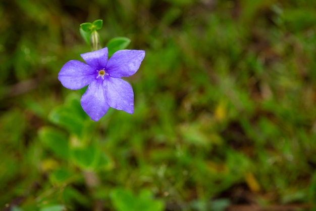 Cerca de la hermosa flor morada