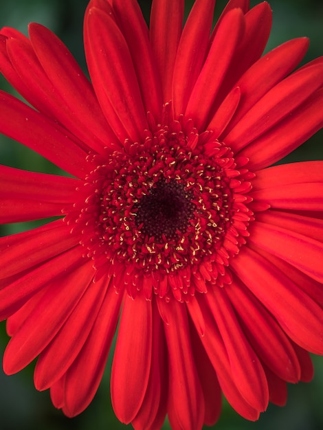 Cerca de una hermosa gerbera