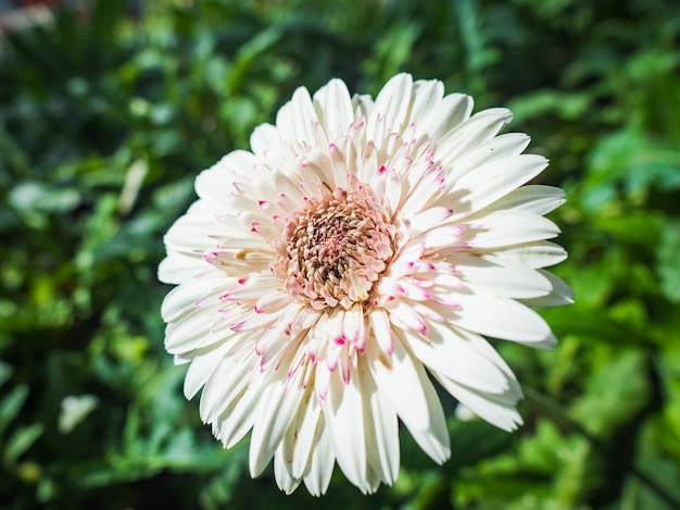 Cerca de una hermosa gerbera