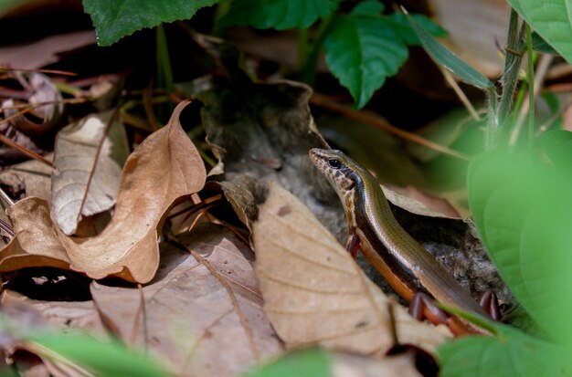 Cerca de una hermosa lagartija skink