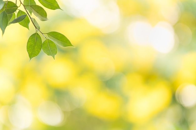 Cerca de la hermosa naturaleza ver hoja verde